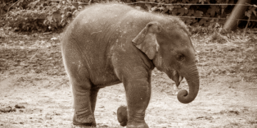 யானை டாக்டரின் கதை #24 – ராஜேஸ்வரியின் கதை