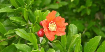 நான் கேட்ட கன்னட நாட்டுப்புறக்கதைகள் #24 – பத்மினியின் திருமணம்