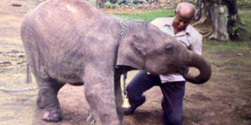 யானை டாக்டரின் கதை #30 – இதயத்தில் இளமை