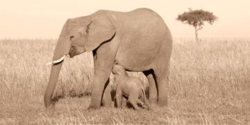 யானை டாக்டரின் கதை #32 – யானைப் பால்