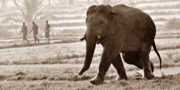 யானை டாக்டரின் கதை #26 – முனைவர் டேவ் பெர்கூசனின் நினைவஞ்சலி