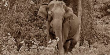 யானை டாக்டரின் கதை #27 – திட்ட நாட்கள்