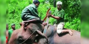 யானை டாக்டரின் கதை #28 – பட்டியிட்ட முதல் யானை