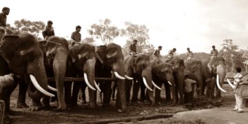 யானை டாக்டரின் கதை #34 -மேற்கு வங்க அனுபவங்கள்