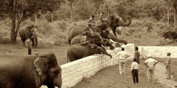 யானை டாக்டரின் கதை #33 -யானைகள் மறுவாழ்வு முகாம் வந்த கதை